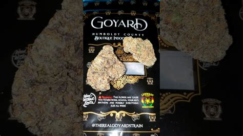 goyard strain leafly|Goyard strain.